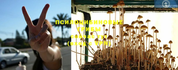 прущие грибы Карпинск